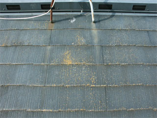 �h��ւ��A�h���A���t�H�[���A�O�ǐf�f�A�h���A�A�X�x�X�g�΍�A���G�}�A�ቘ���h�� �h���̂��ƂȂ�ېV�h���@- �V�K�{�H�� -