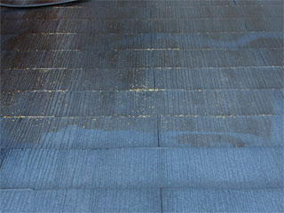 �h��ւ��A�h���A���t�H�[���A�O�ǐf�f�A�h���A�A�X�x�X�g�΍�A���G�}�A�ቘ���h�� �h���̂��ƂȂ�ېV�h���@- �V�K�{�H�� -